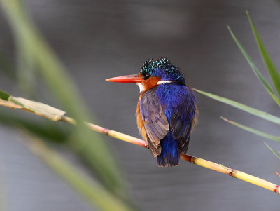 Malachite Kingfisher