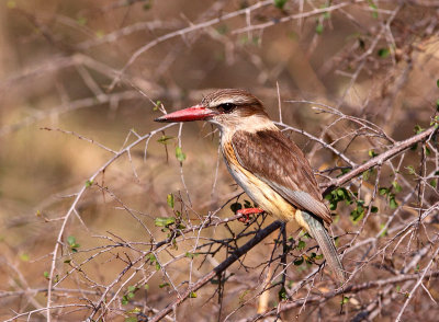 Female Brown -Hooded Kingfisher