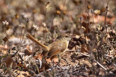 Tawny-Flanked Prinia