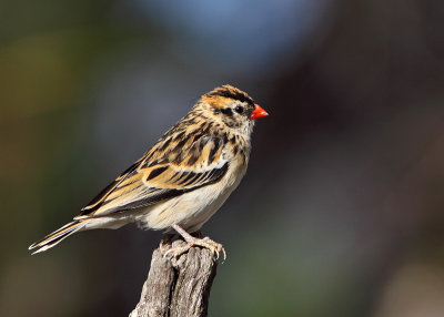 Pin-tailed Whydah