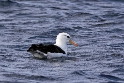 Black-Browed Albatross