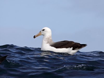 Imm.Black-Browed Albatross