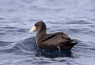 Southern Giant-Petrel