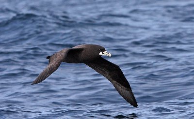 White-Chinned Petrel