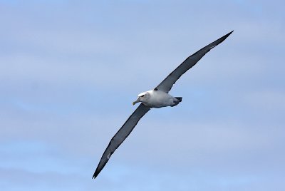 Adult Shy Albatross