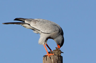 Southern Pale Chanting Goshawk