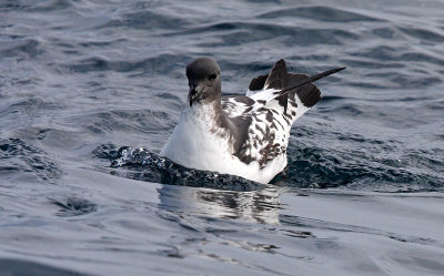 Pelagic Birds of South Africa