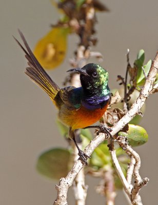 Male Orange-Breasted Sunbird