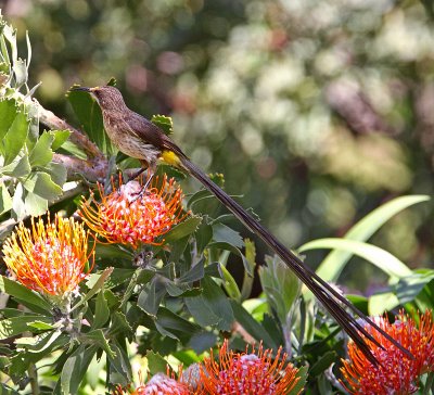 Male Cape Sugarbird