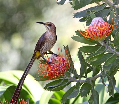 Male Cape Sugarbird