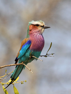 Lilac -breasted Roller