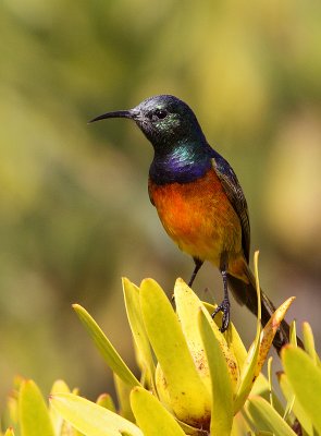 Male Orange-breasted Sunbird