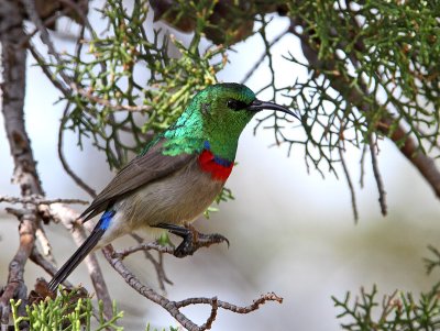 Male Southern Double-collared Sunbird