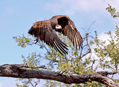 Juv.White-headed Vulture