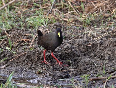 Black Crake