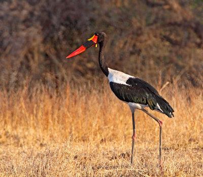 Male Saddle-billed Stork