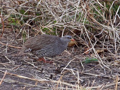 Natal Spurfowl