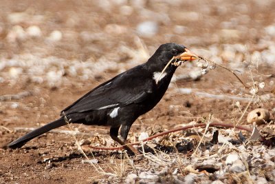 Red-billed Buffalo-Weaver