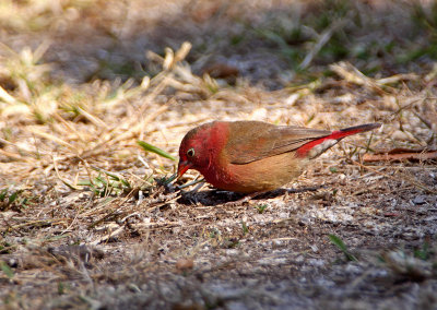 Male Red-billed Firefinch