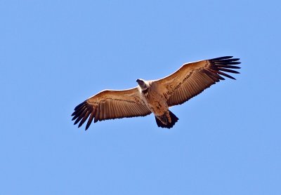 Juvenile Cape Vulture