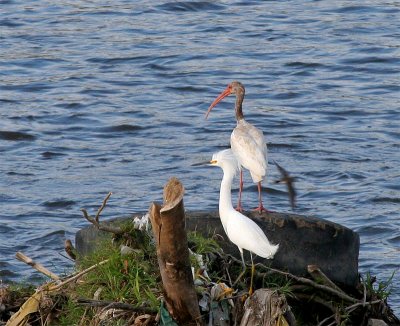 Snowy Egret and White Ibis