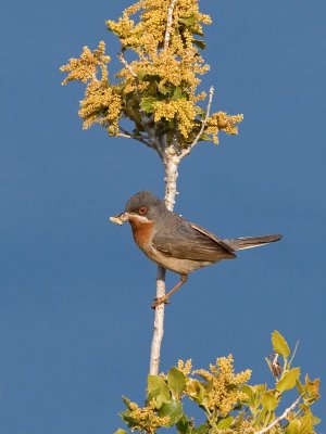 Subalpine Warbler