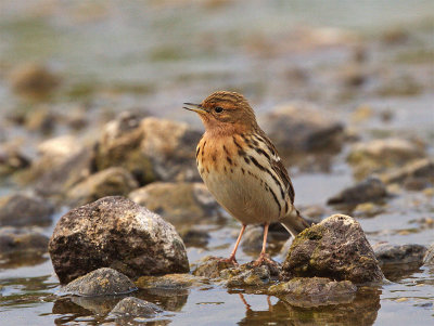 Red-throated Pipit