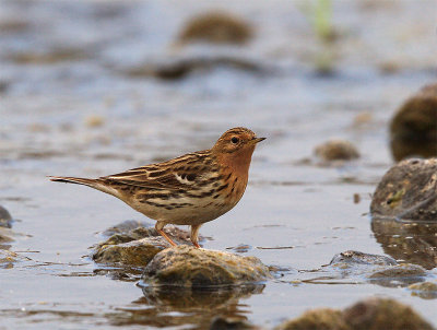 Red-throated Pipit