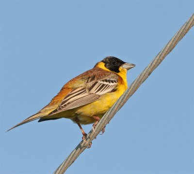 Black-headed Bunting