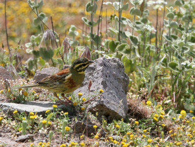 Male Cirl Bunting