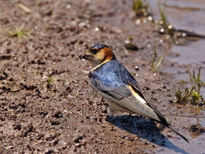Red-rumped Swallow with mud