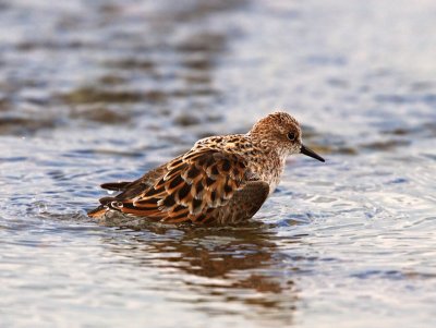 Little Stint