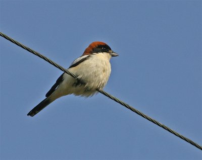 Woodchat Shrike