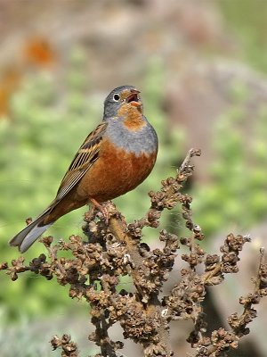 Cretzschmar's Bunting