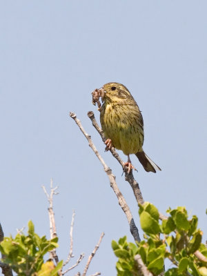 Female Cirl Bunting