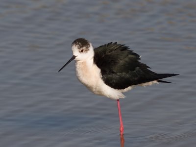 Black-winged-Stilt