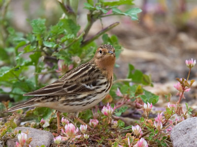 Red-throated-Pipit