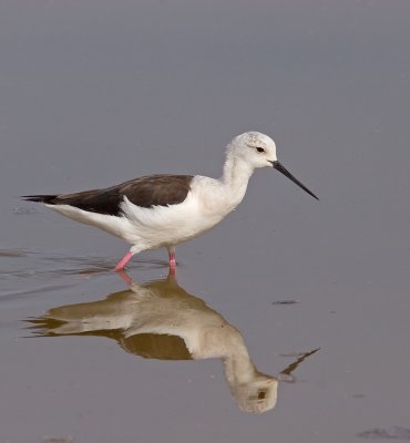 Black-winged Stilt