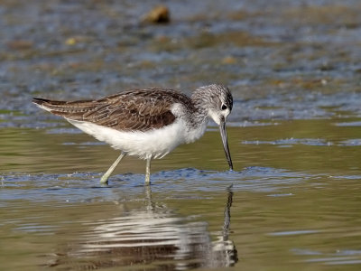 Greenshank