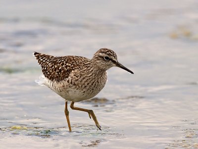 Wood Sandpiper