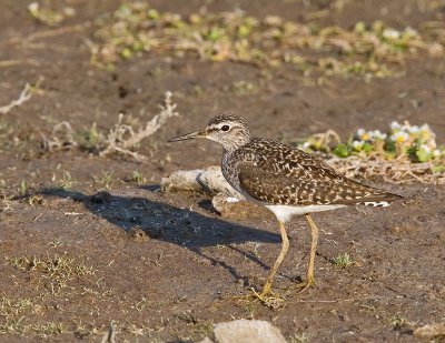 Wood Sandpiper