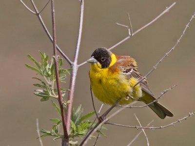 Black-headed Bunting