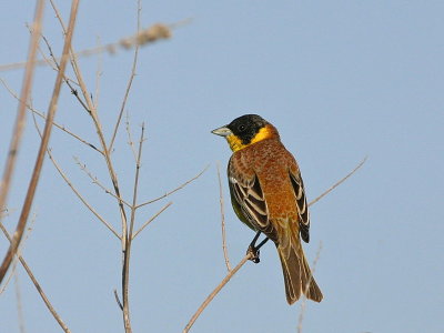 Black-headed Bunting