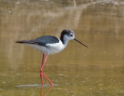 Black-winged Stilt