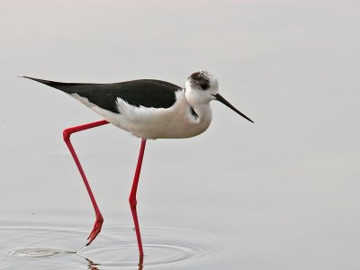 Black-winged Stilt