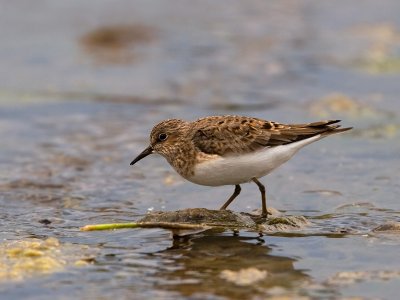 Temminck's Stint