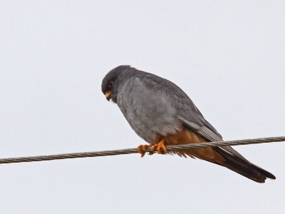 Male Red-footed Falcon