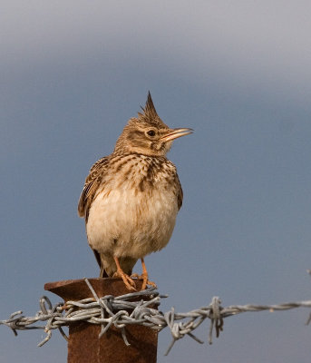 Crested Lark