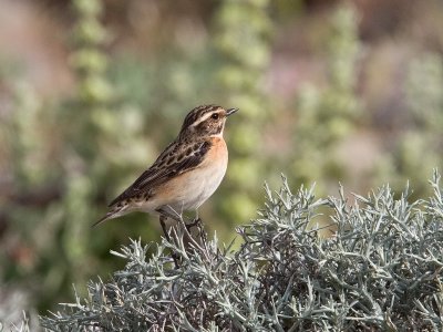 Female Whinchat