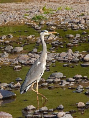 Grey Heron